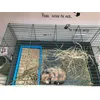 Best for our bunny