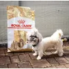 Roxi