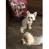 Tyson - Tobi