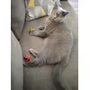 Kevin