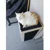 Bruno mein Kater