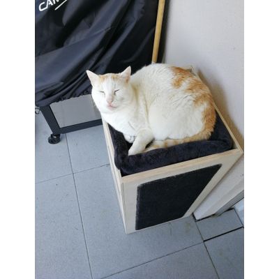 Bruno mein Kater