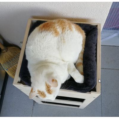 Bruno mein Kater