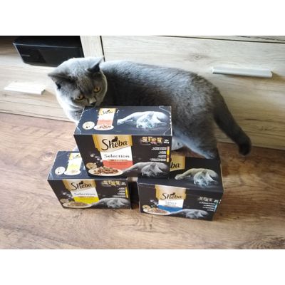 Ulubiona karma Kevina