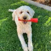 5 out of 5 starts lots of fun for our doodle
