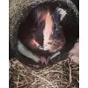 Il mio porcellino adora il suo tunnel di fieno