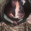 Il mio porcellino adora il suo tunnel di fieno
