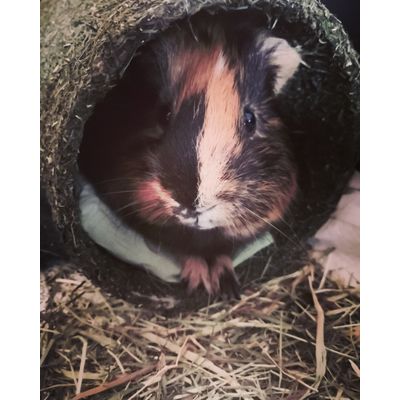Il mio porcellino adora il suo tunnel di fieno