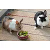 Empress and Salmiak having breakfast
