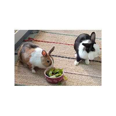 Empress and Salmiak having breakfast