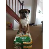Boxer dog grain free 