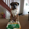 Boxer dog grain free