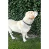 Labrador