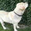 Labrador