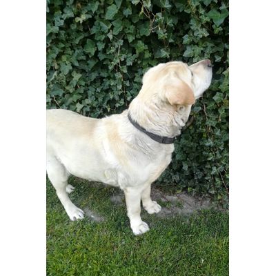 Labrador