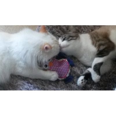 Fidji et Bounty