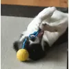 Ruby mit ball