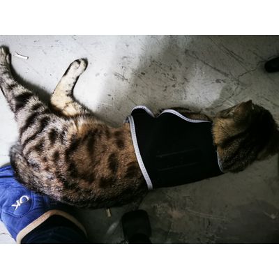 Gato