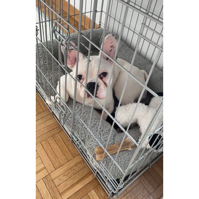 cody - french bulldog - 6 months