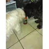 Oreo et Jengo 