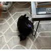Best cat toy ever