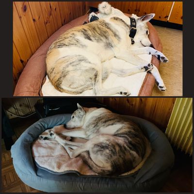 Lieblingsbett