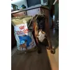 boxer and boxer food