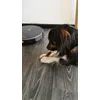 MIkki