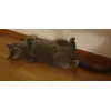 Feliway da Paz