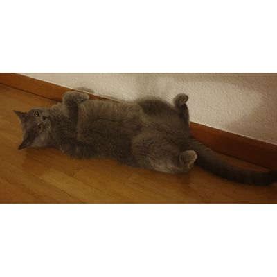 Feliway da Paz
