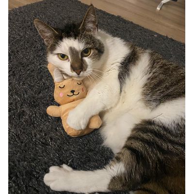 Leevi loves it