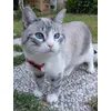 Caccia in giardino