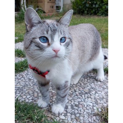 Caccia in giardino
