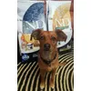 Simba adora 