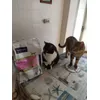 Comida