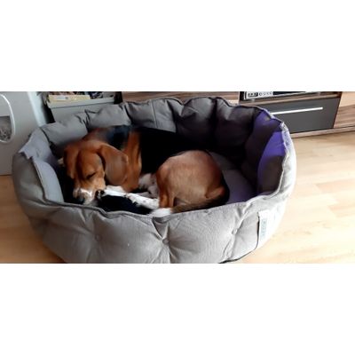 Barney Beagle