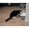Pixie using C300 CatMate feeder