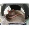 my rats are happy