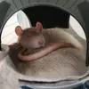 my rats are happy