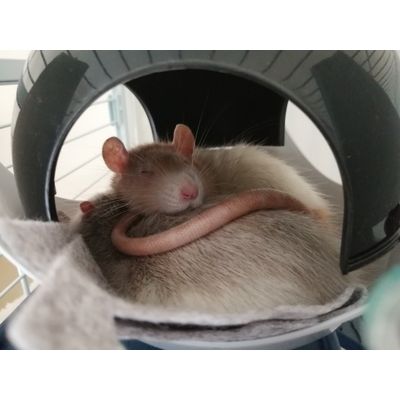 my rats are happy