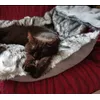 Kater liebt es 