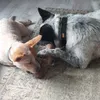 Bobby en Jack samen op een houtje bijten