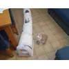 Tigro e Lili