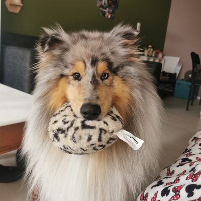 Floki