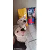 Pedigree 