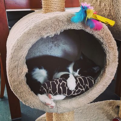 Play and Kick Kong Sleep and Repeat