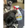 Urine Remover mit meinen Hunden 