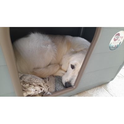 Stella