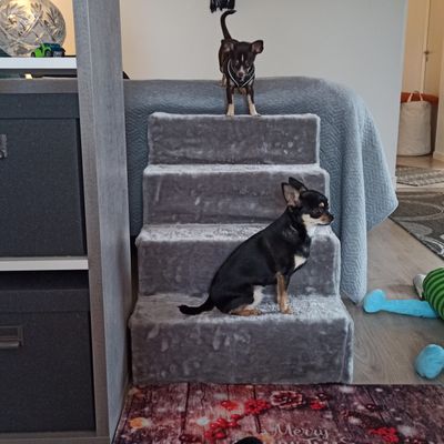 Chihuahua
