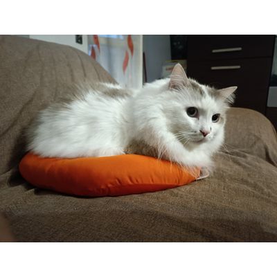 Golia
